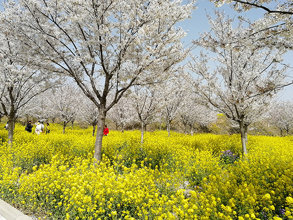 樱花3.jpg