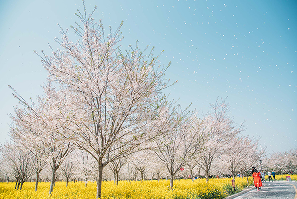 樱花4.jpg