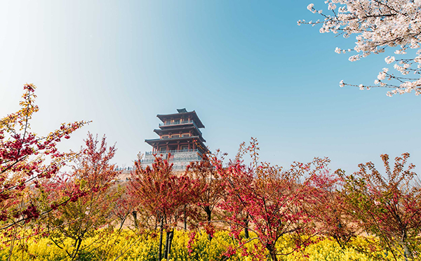 樱花5.jpg