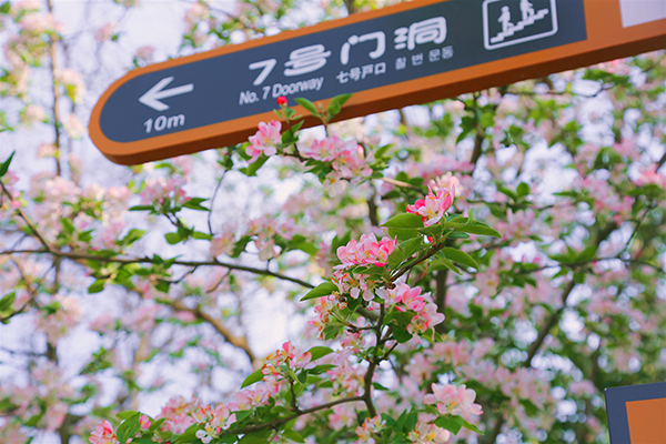 图片5 陕州地坑院春花.JPG