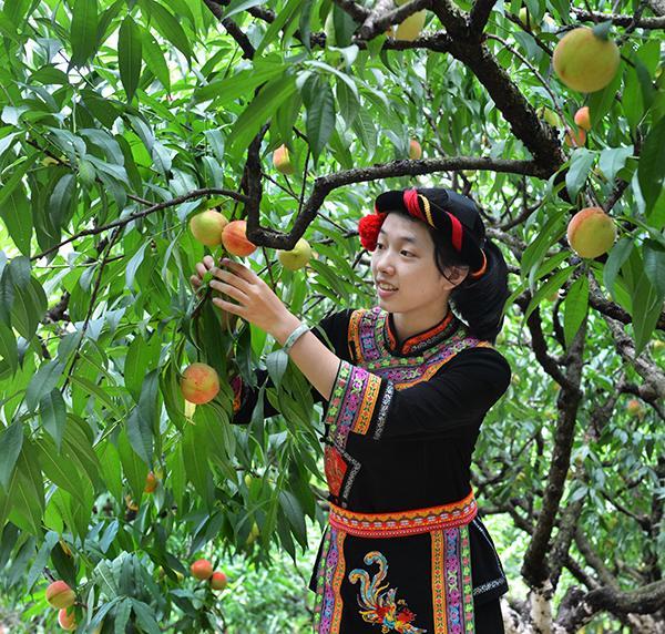 采摘水蜜桃.jpg