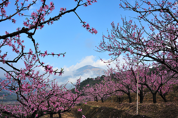 虎头桃花.jpg