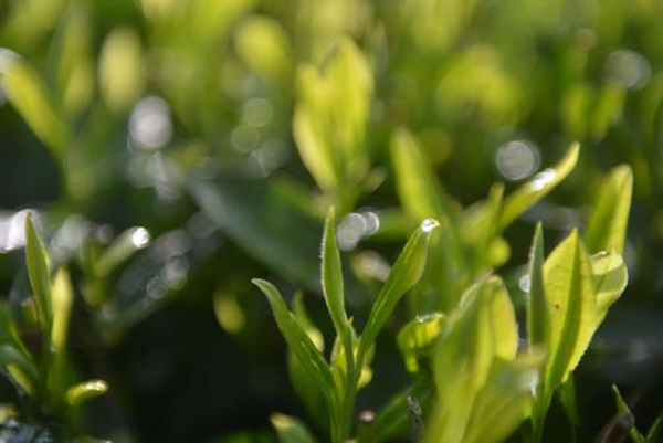 u=4095789591,2648446016&fm=26&gp=0.jpg