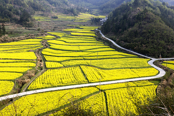2皖南油菜花柯村摄影基地.jpg