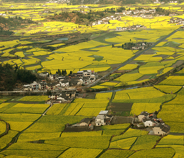 柯村油菜花摄影基地1.jpg