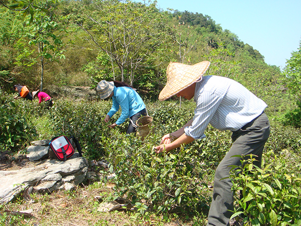 精品点1：弋江源茶主题庄园采茶体验1.JPG