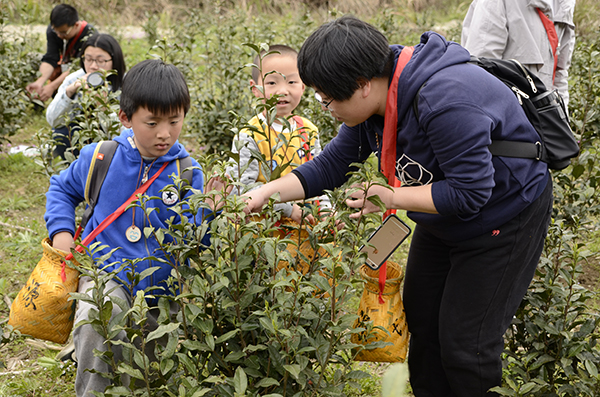 亲子游采茶比赛.jpg