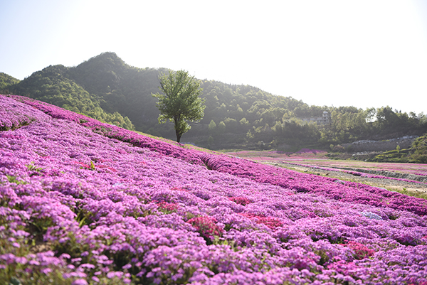 船仓花海4.jpg