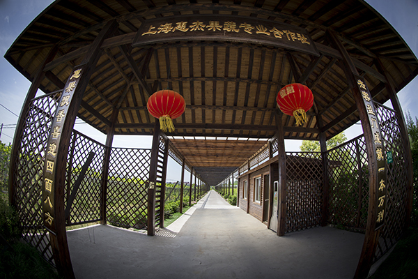 仙桥村惠杰果蔬.jpg