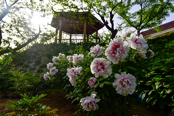 洛阳牡丹.JPG
