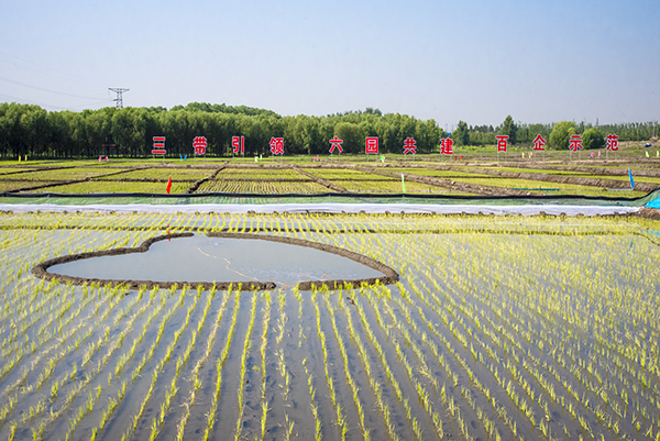 晋源稻田公园2.jpg