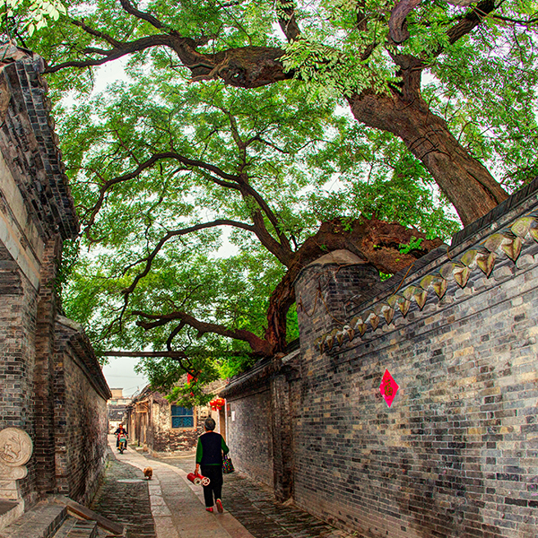 绿院垂槐.jpg