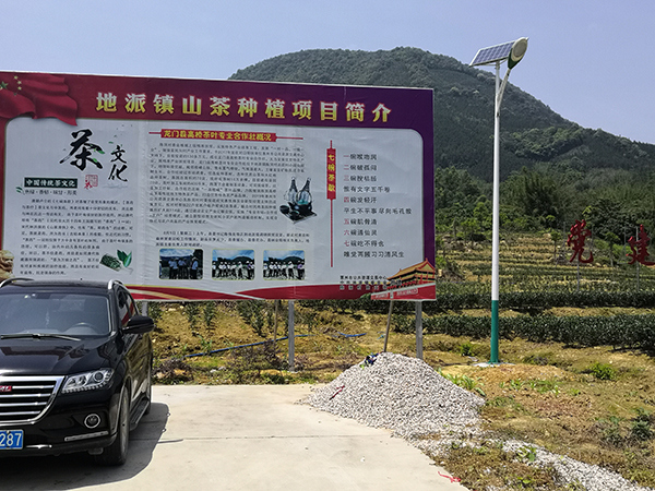 地派山茶陈洞茶场.jpg