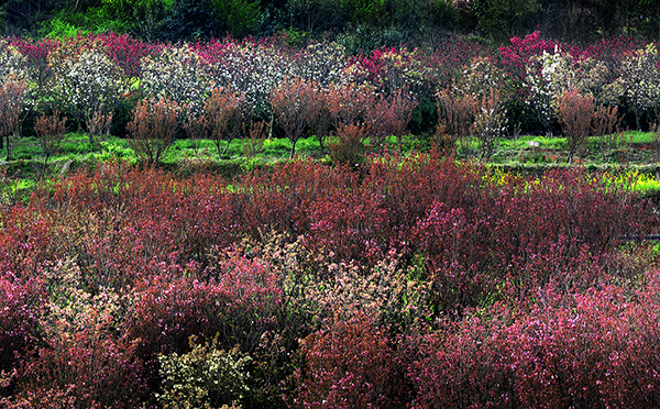 奇香园_DSC6678 (2).jpg