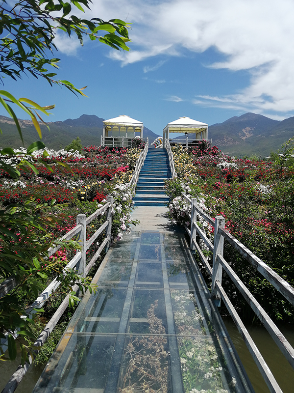 5、花花色玫瑰庄园小径接天.jpg