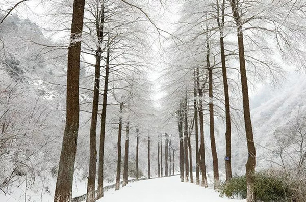 瓦窑岗农庄十里金钱松雾凇雪景5.jpg