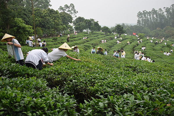 采茶活动1.JPG