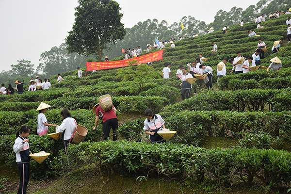 采茶活动2.JPG