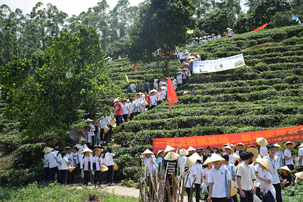 采茶活动3.JPG