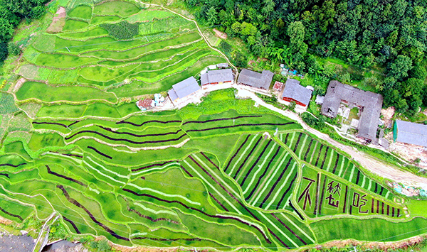 坪坝村水稻种植基地.JPG