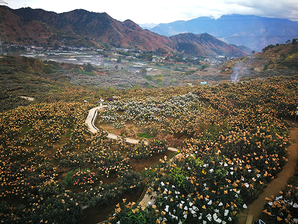 4 米易枇杷生态园产业基地.jpg
