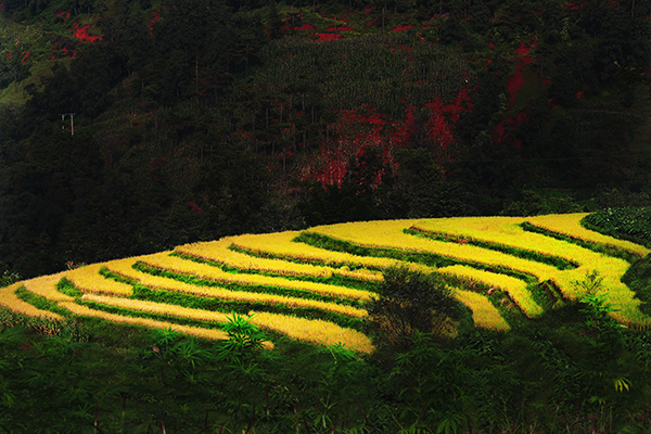 米易梯田4.JPG