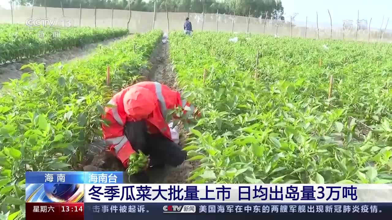 海南：冬季瓜菜大批量上市 日均出岛量3万吨.jpg