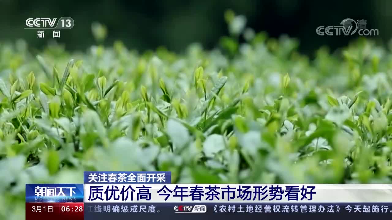 关注春茶全面开采.jpg