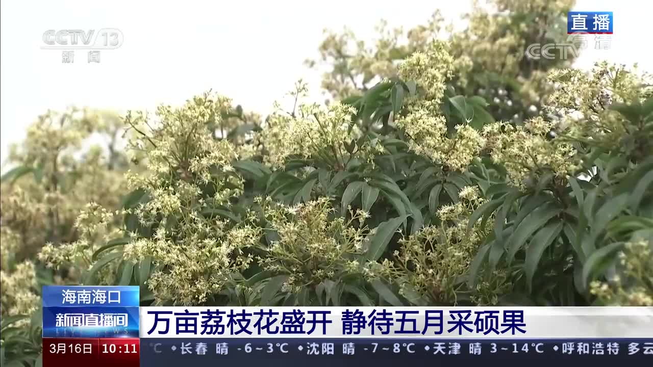 海南海口：万亩荔枝花盛开 静待五月采硕果.jpg