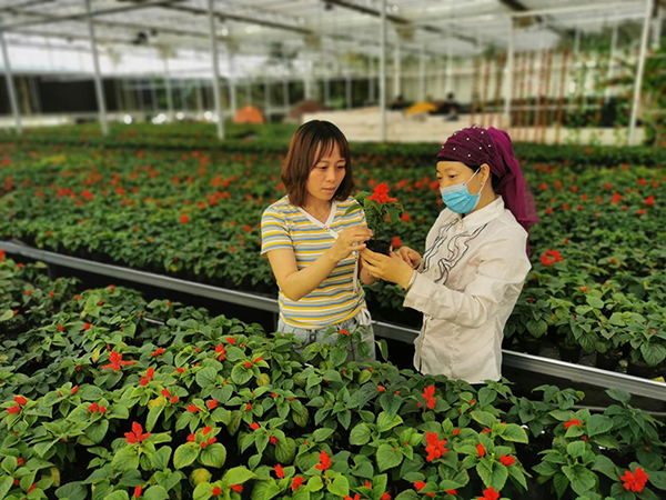 图三、第七师胡杨河市旅游文化产业发展有限公司一二九团玖恒分公司花卉工作人员与游客交流花卉种植技术.png