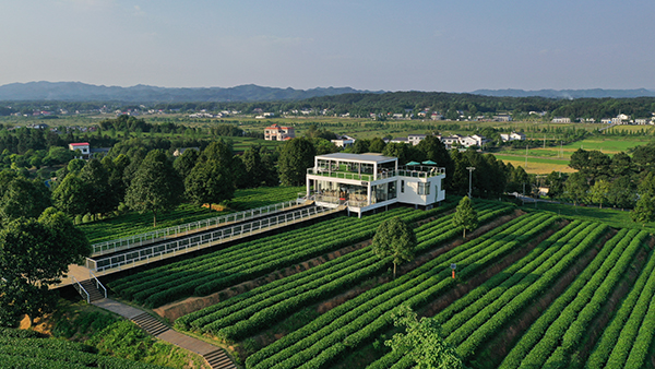 金井茶业自然茶馆.jpg