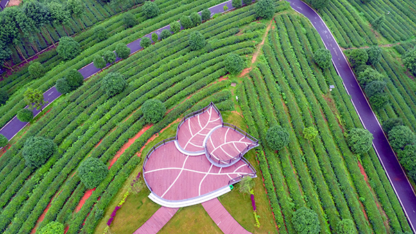 三片茶叶形状的观景平台，为游客提供浏览茶园全貌的绝佳视野，也是景区网红打卡点之一.jpg