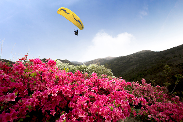 飞跃花山_王力军.jpg