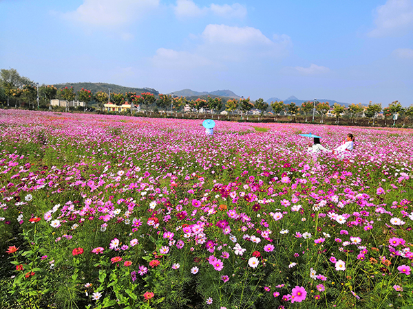 芳香花海.jpg