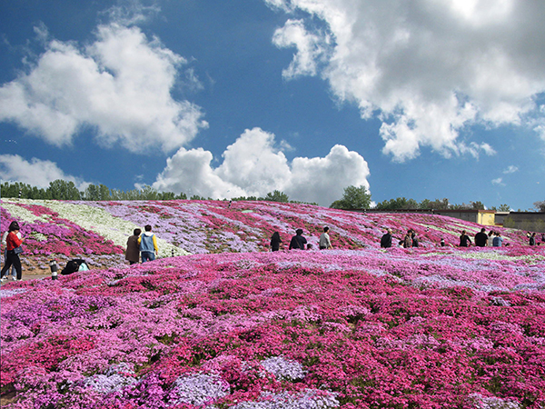 二期花海景观区--福禄考花海.jpg