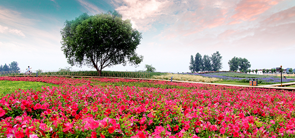 一期花海景观区-牵牛花花海.jpg