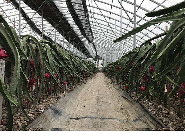鋆源家庭农场火龙果大棚种植现场.jpg