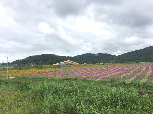 花海薰衣草.jpg
