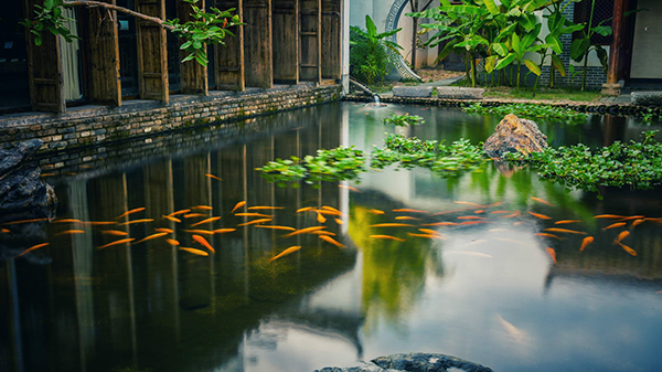 鱼池.jpg