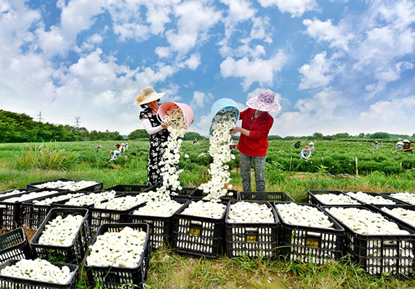 8、黄山贡菊花期（梦思康）.jpg