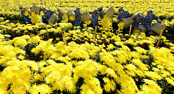 9、金丝皇菊花期（梦思康）.jpg