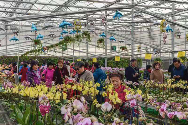 图片24良冠花卉花卉产品展销.jpg