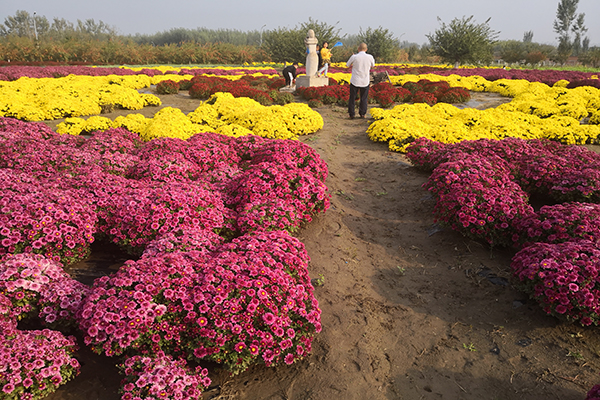 图片27良冠花卉菊花一角.jpg