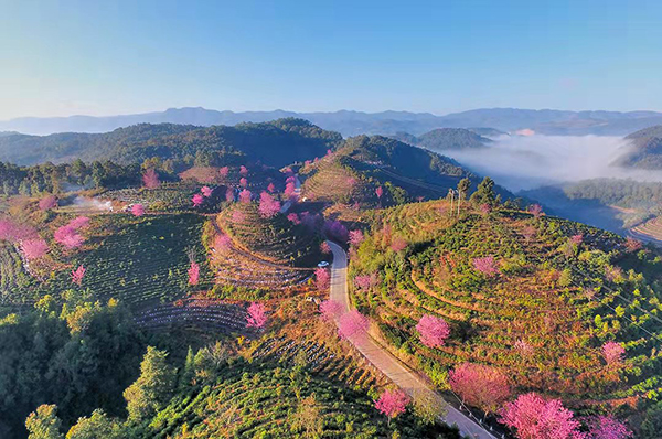 精品点1--西山森林公园（烂漫樱花）.jpg