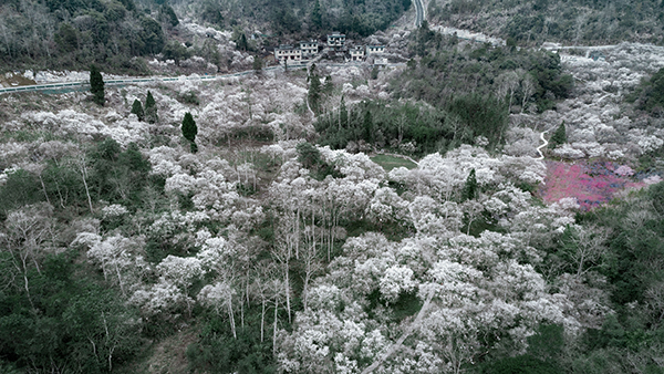 荔波梅原1.jpg