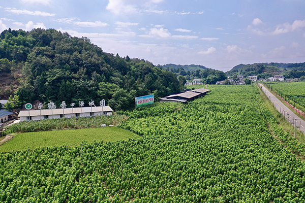 千鹤桑田涪城园.jpg