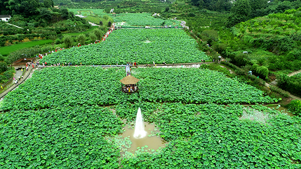 3.田园综合体-.橘乡荷海.JPG
