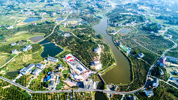6.金色杨柳-阿金河 .jpg