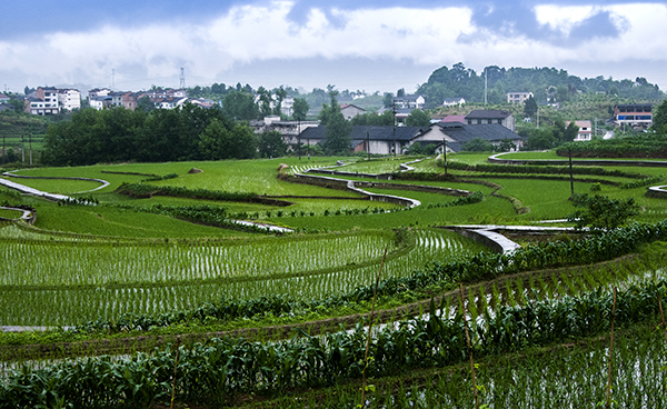 9.金色杨柳-田园风光 .jpg