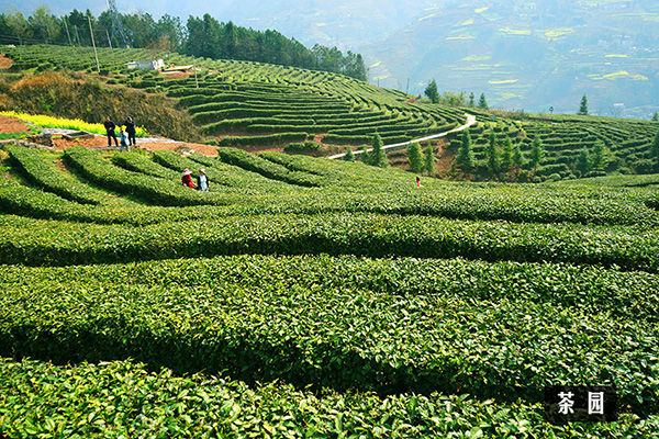图片2：骡坪镇茶园村.jpg